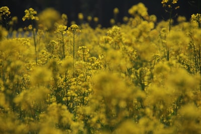 选择聚焦摄影的黄色花瓣的花
